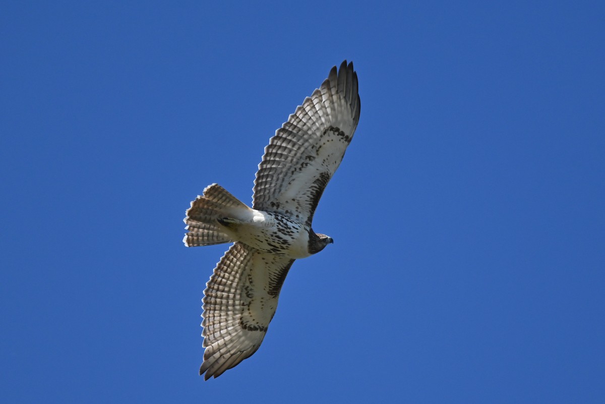 Red-tailed Hawk - ML642282900