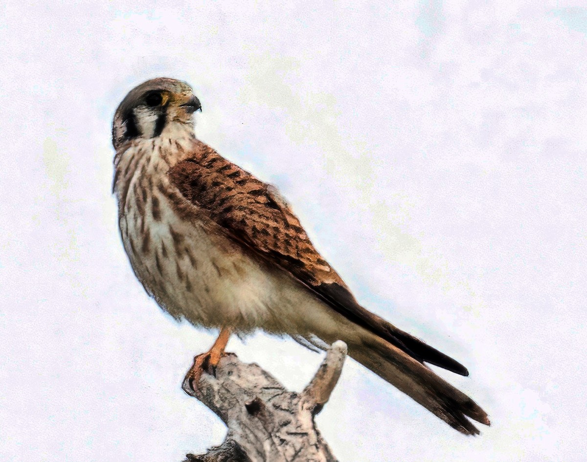 American Kestrel - ML642282906