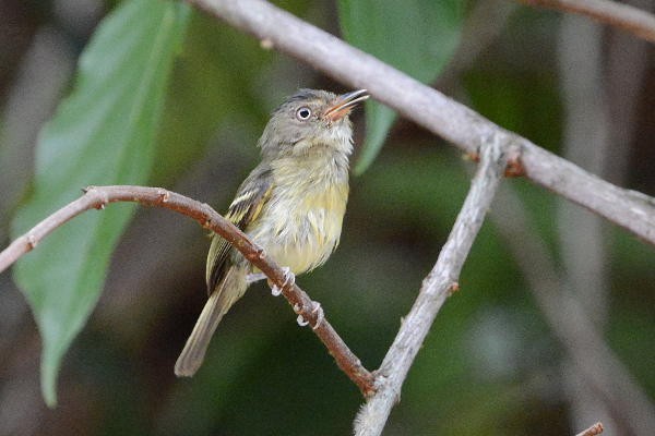 Double-banded Pygmy-Tyrant - ML642282952