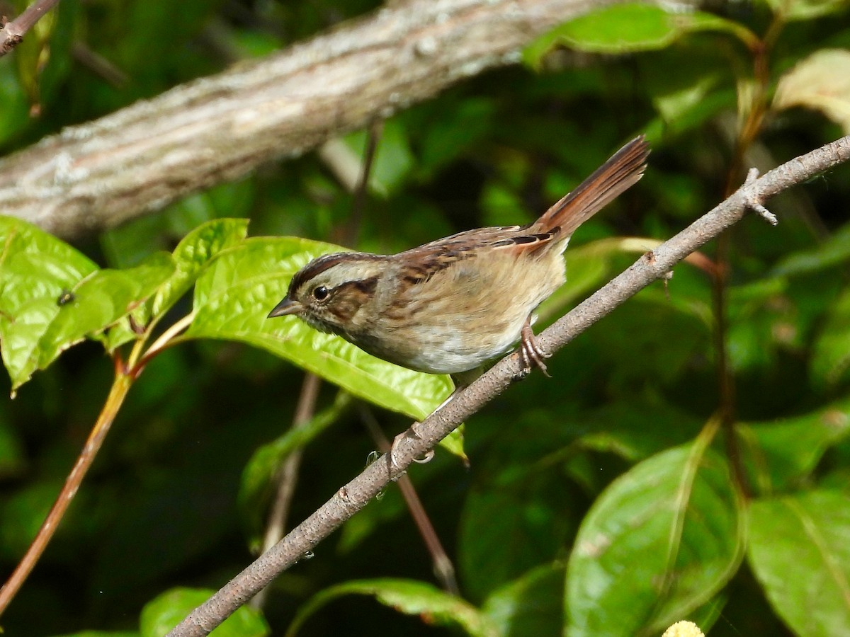 Swamp Sparrow - ML642282956