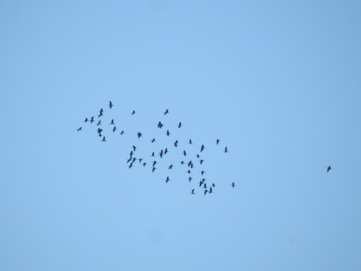 Glossy Ibis - ML642282965
