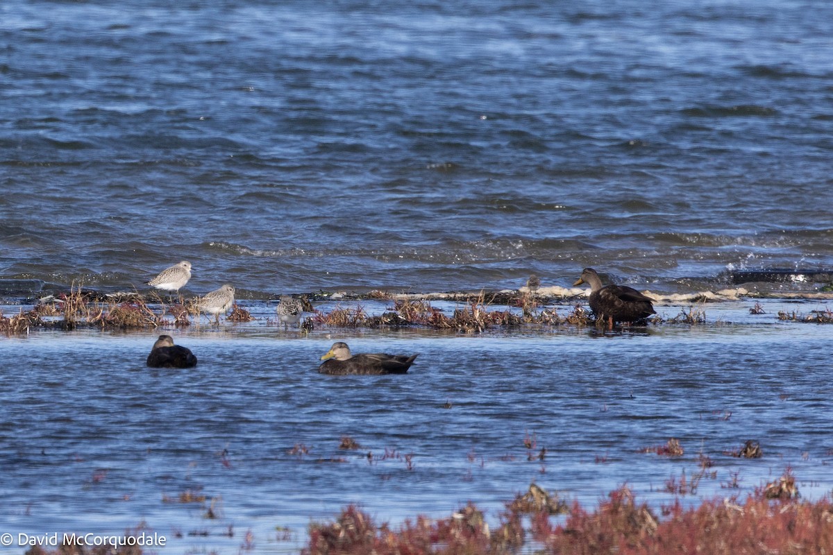 アメリカガモ - ML642282974