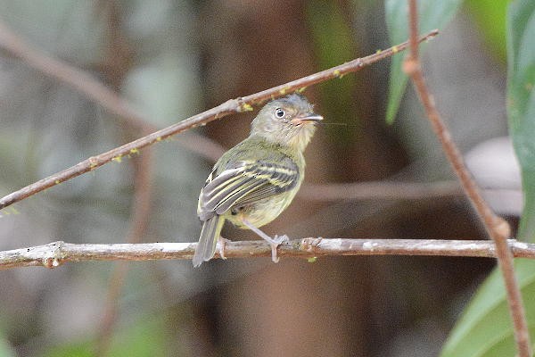 Double-banded Pygmy-Tyrant - ML642282975