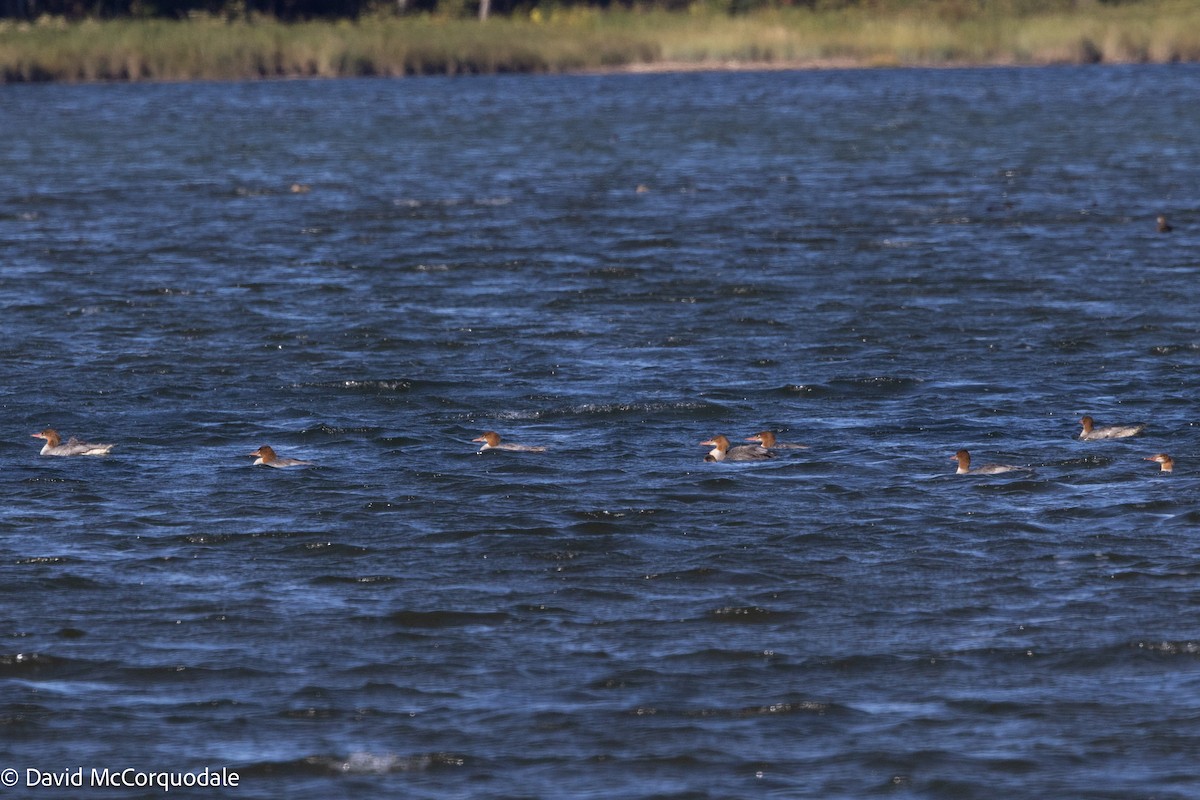 Common Merganser - ML642282984
