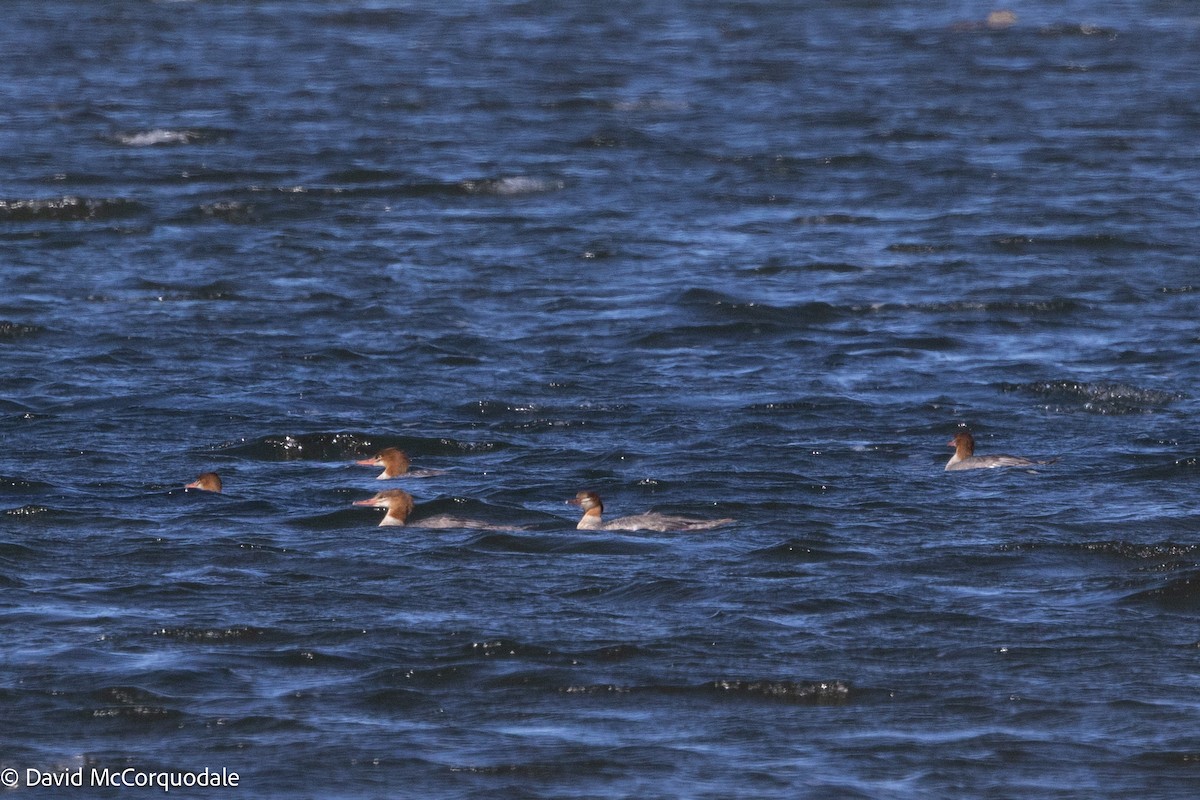 Common Merganser - ML642282985