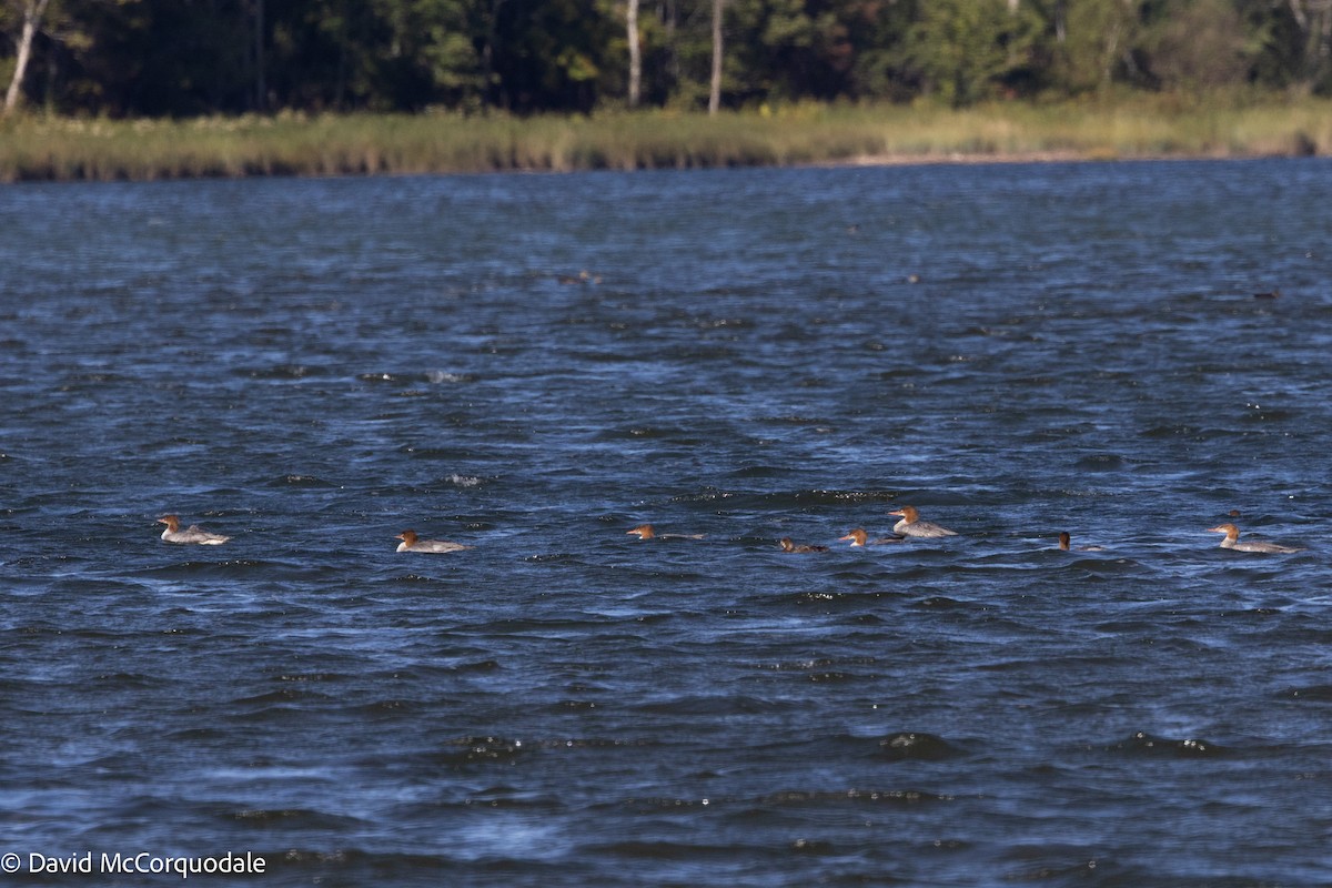 Common Merganser - ML642282986
