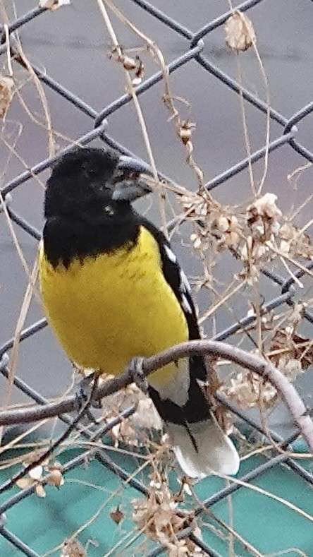 Black-backed Grosbeak - ML642283018