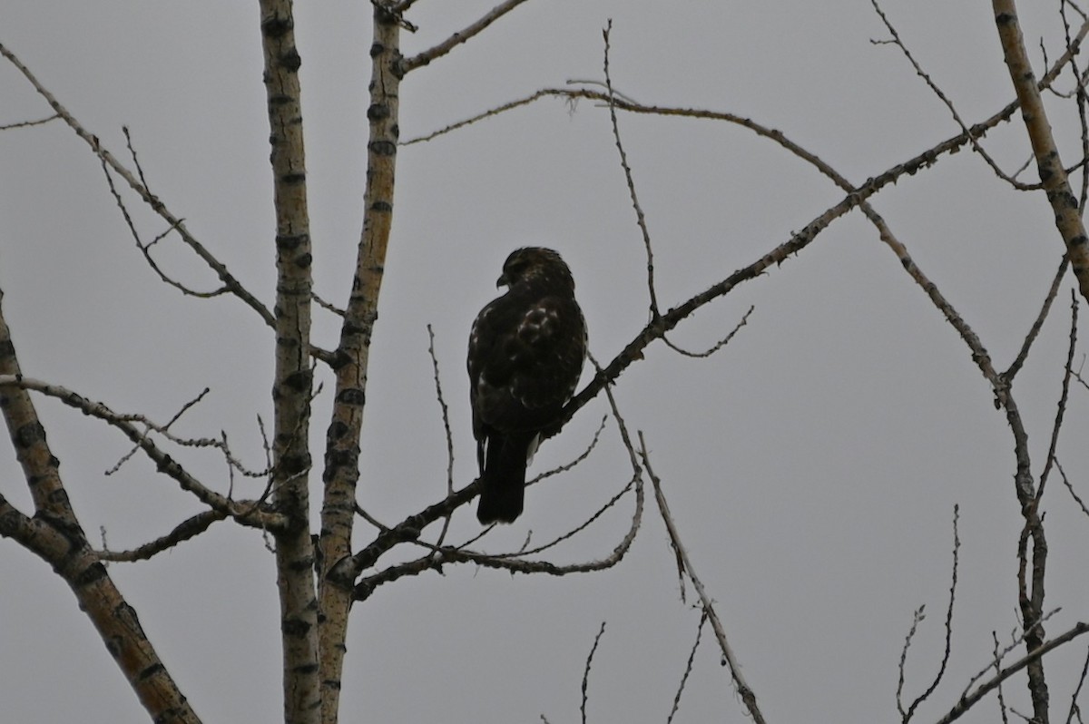 Buteo sp. - ML642283029