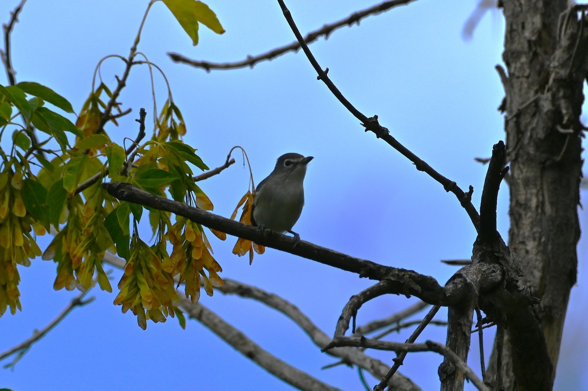 Plumbeous Vireo - ML642283031