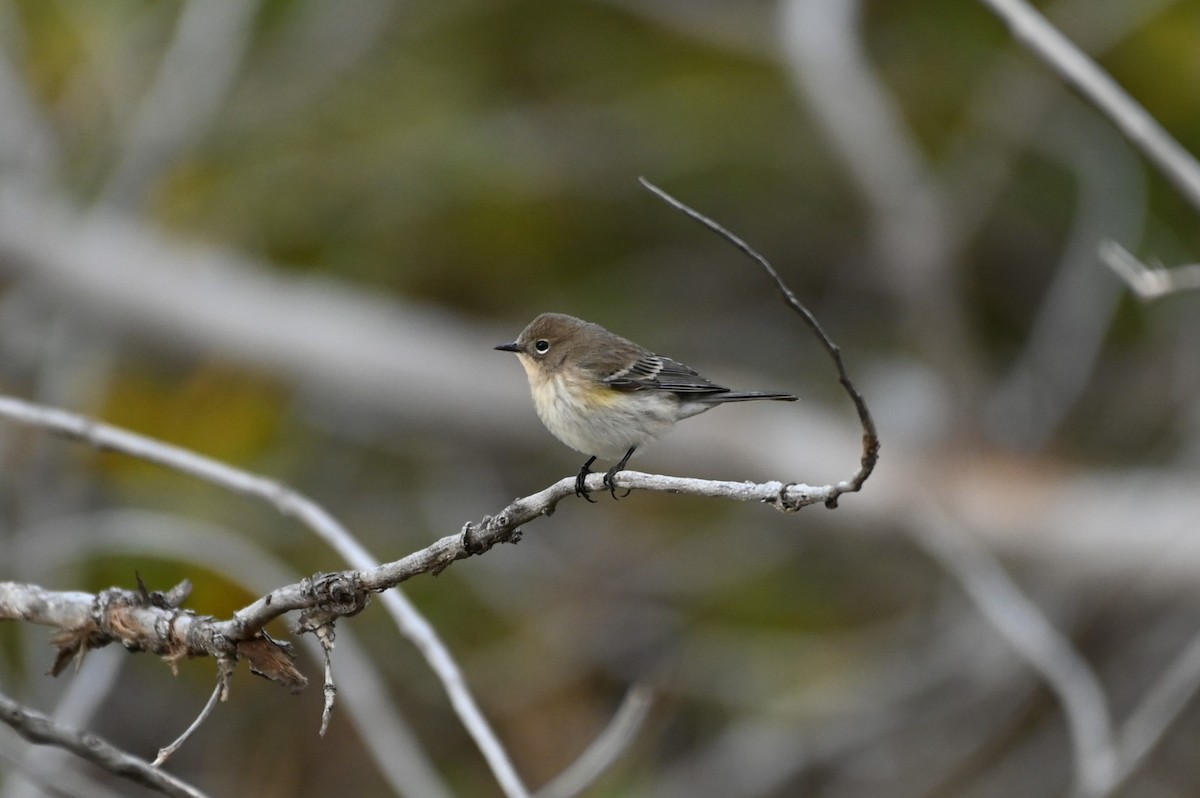 Yellow-rumped Warbler - ML642283034