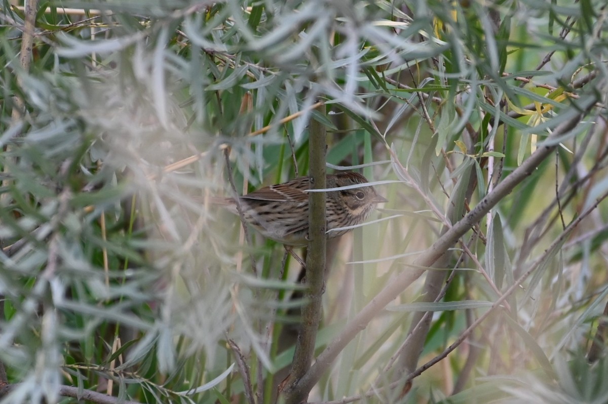 Lincoln's Sparrow - ML642283035