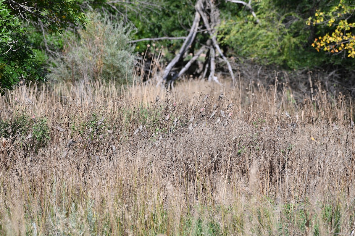 House Finch - ML642283037