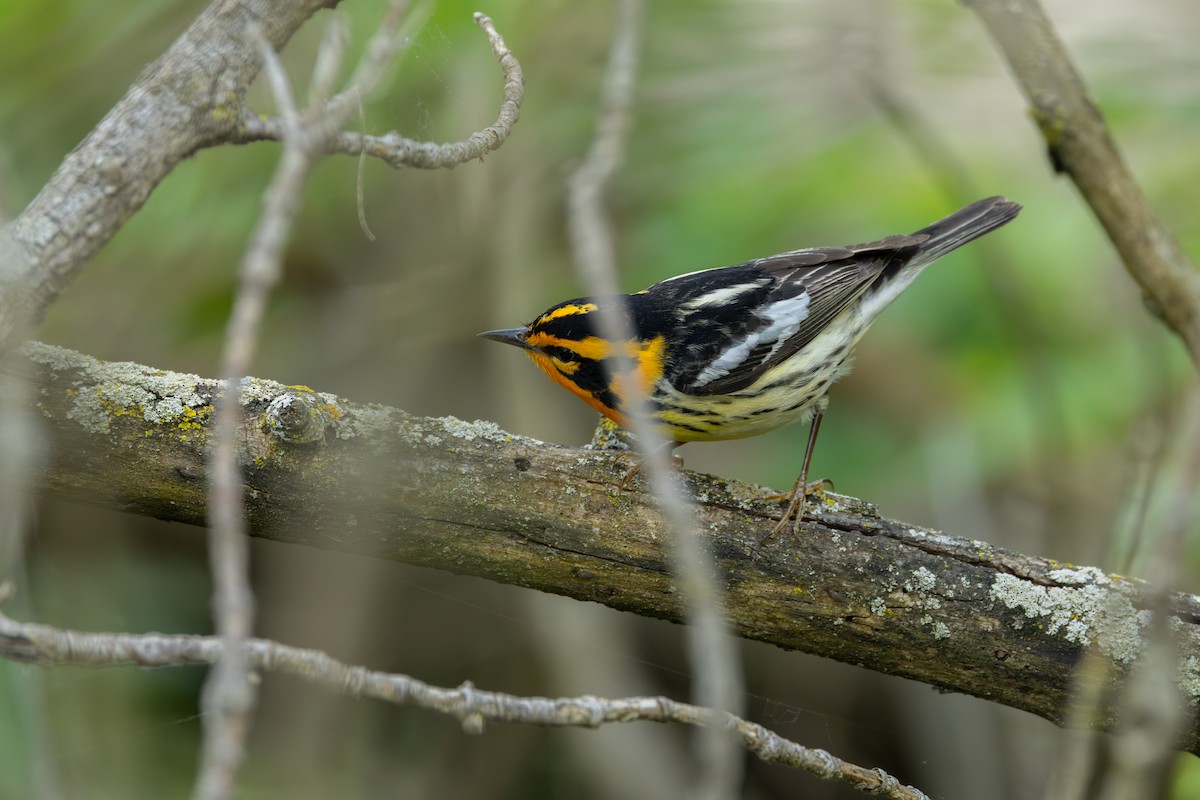 Blackburnian Warbler - ML642283062