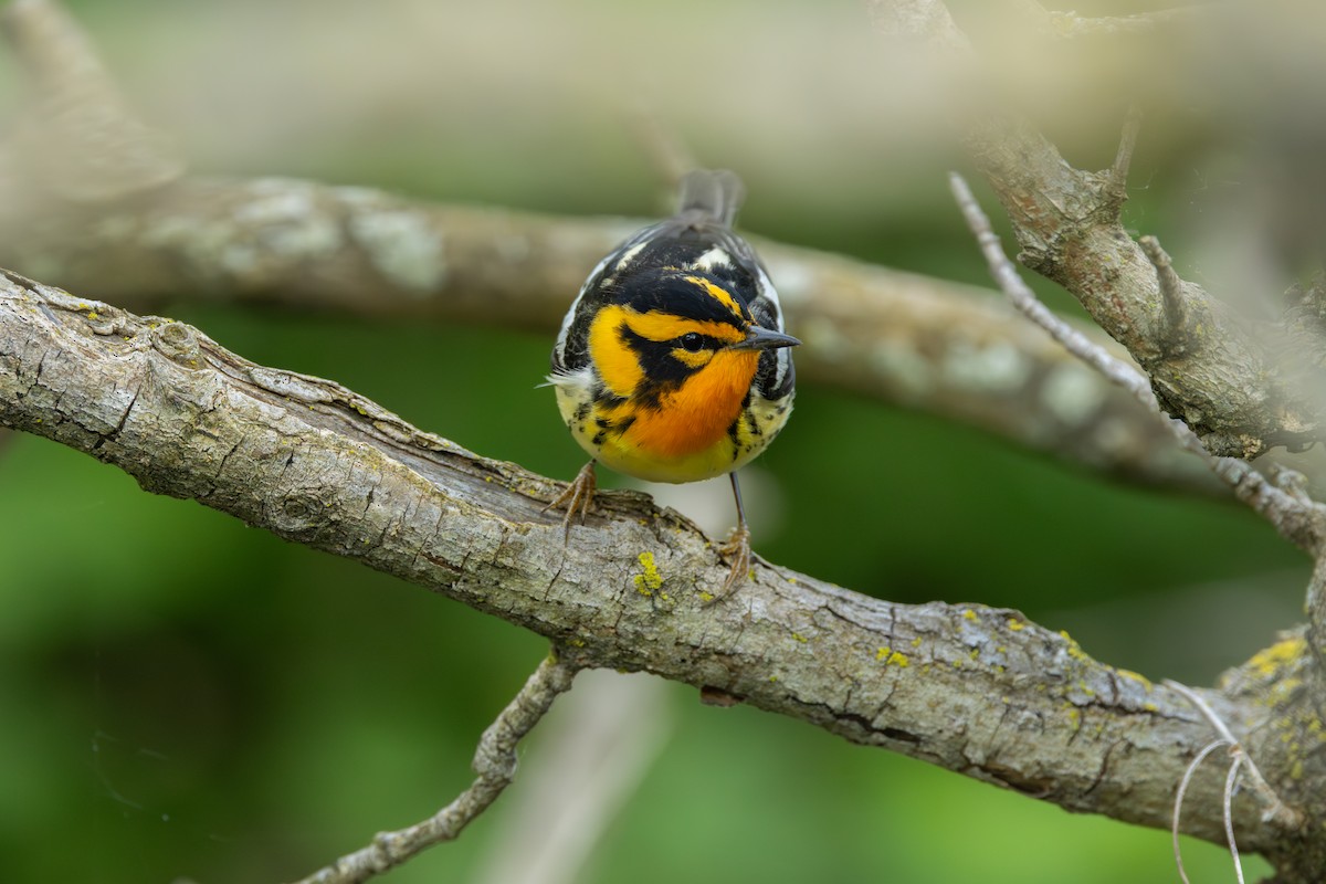 Blackburnian Warbler - ML642283063