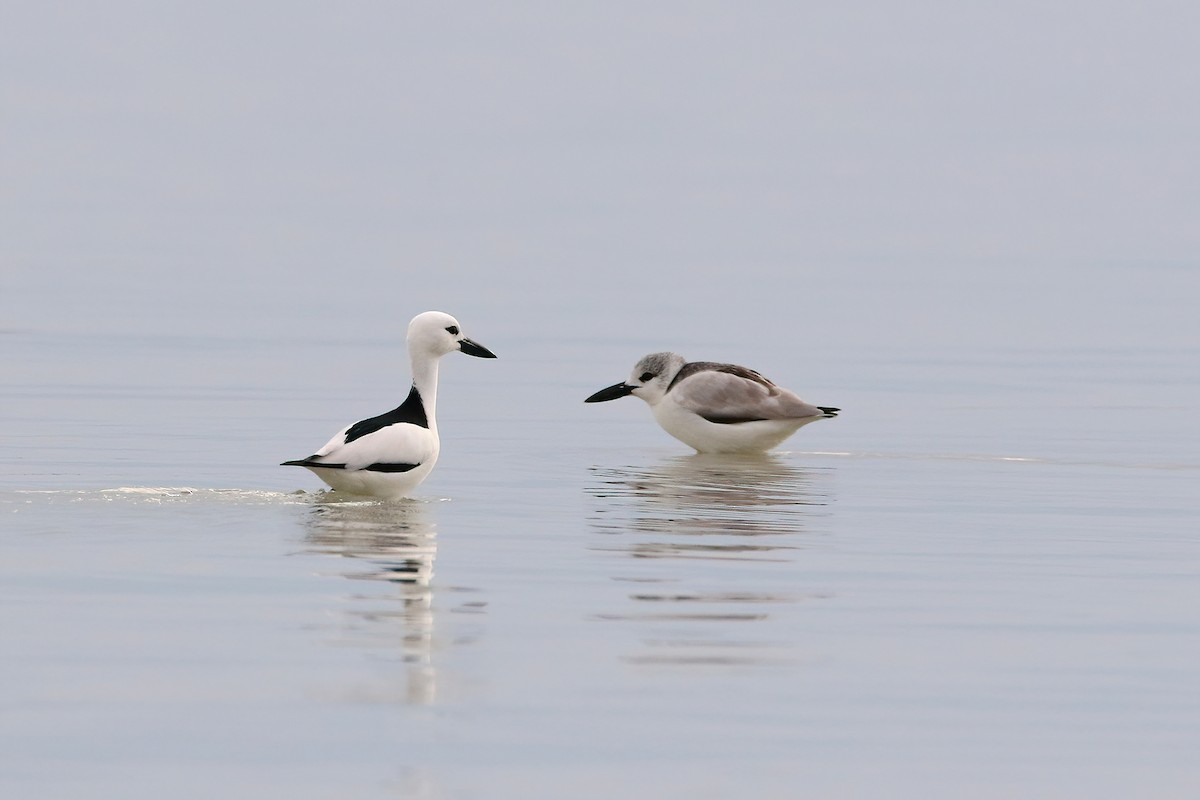 Crab-Plover - ML642283064