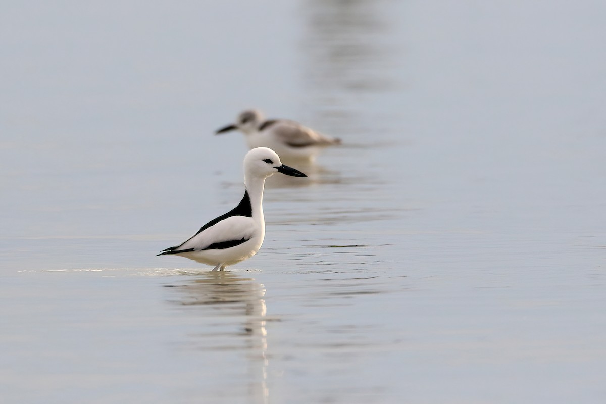 Crab-Plover - ML642283065
