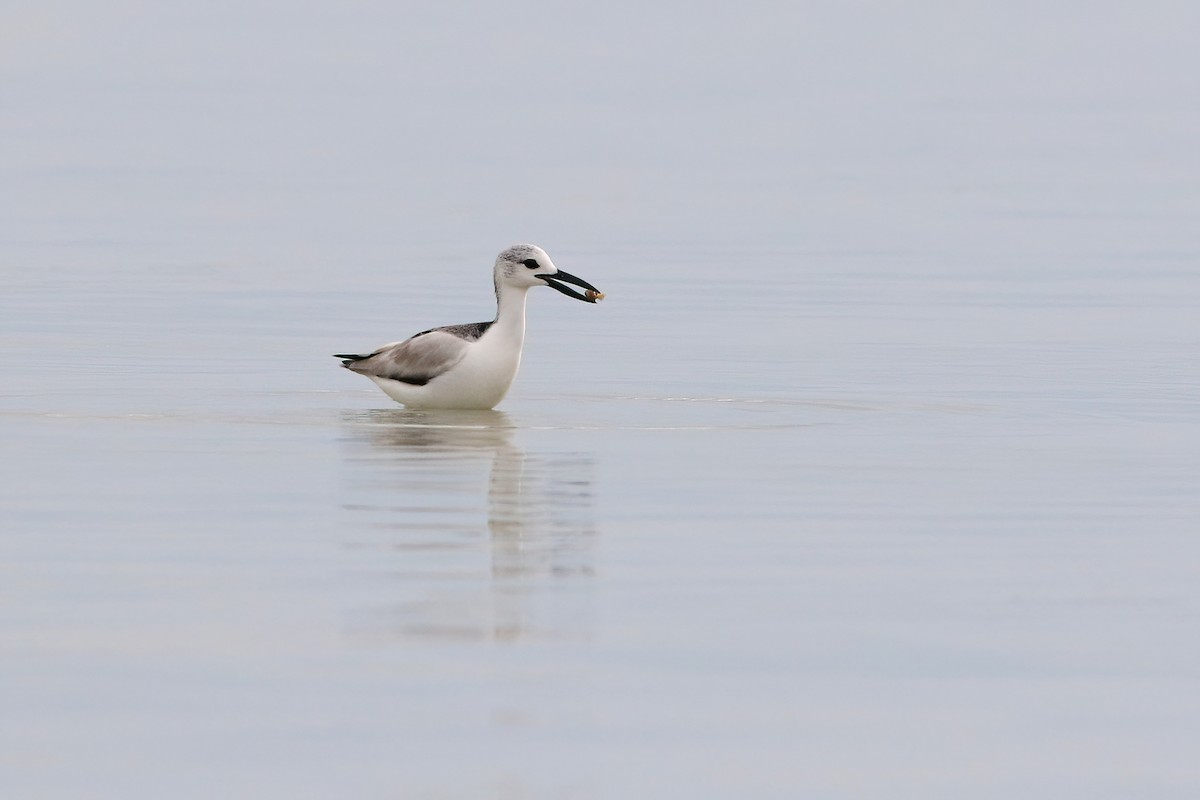 Crab-Plover - ML642283066