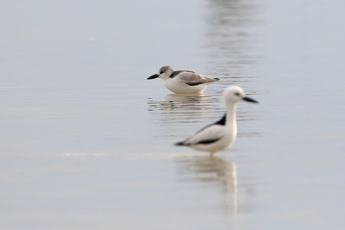 Crab-Plover - ML642283067