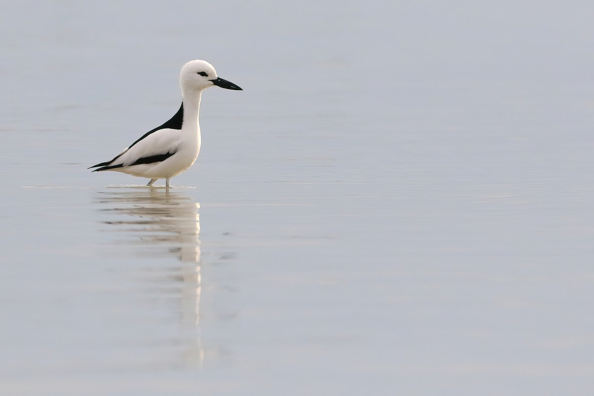 Crab-Plover - ML642283068