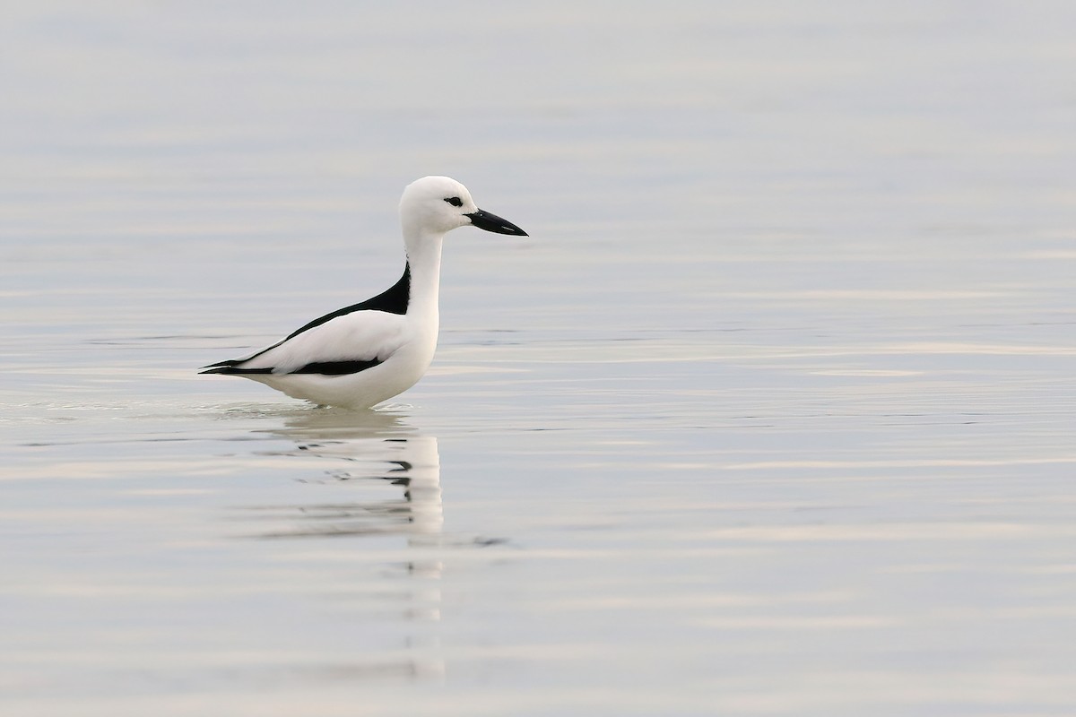 Crab-Plover - ML642283069