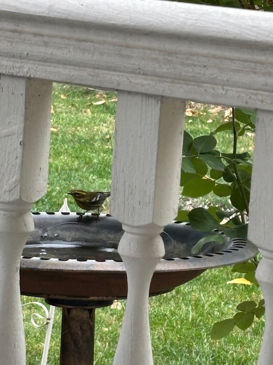 Townsend's Warbler - ML642283074