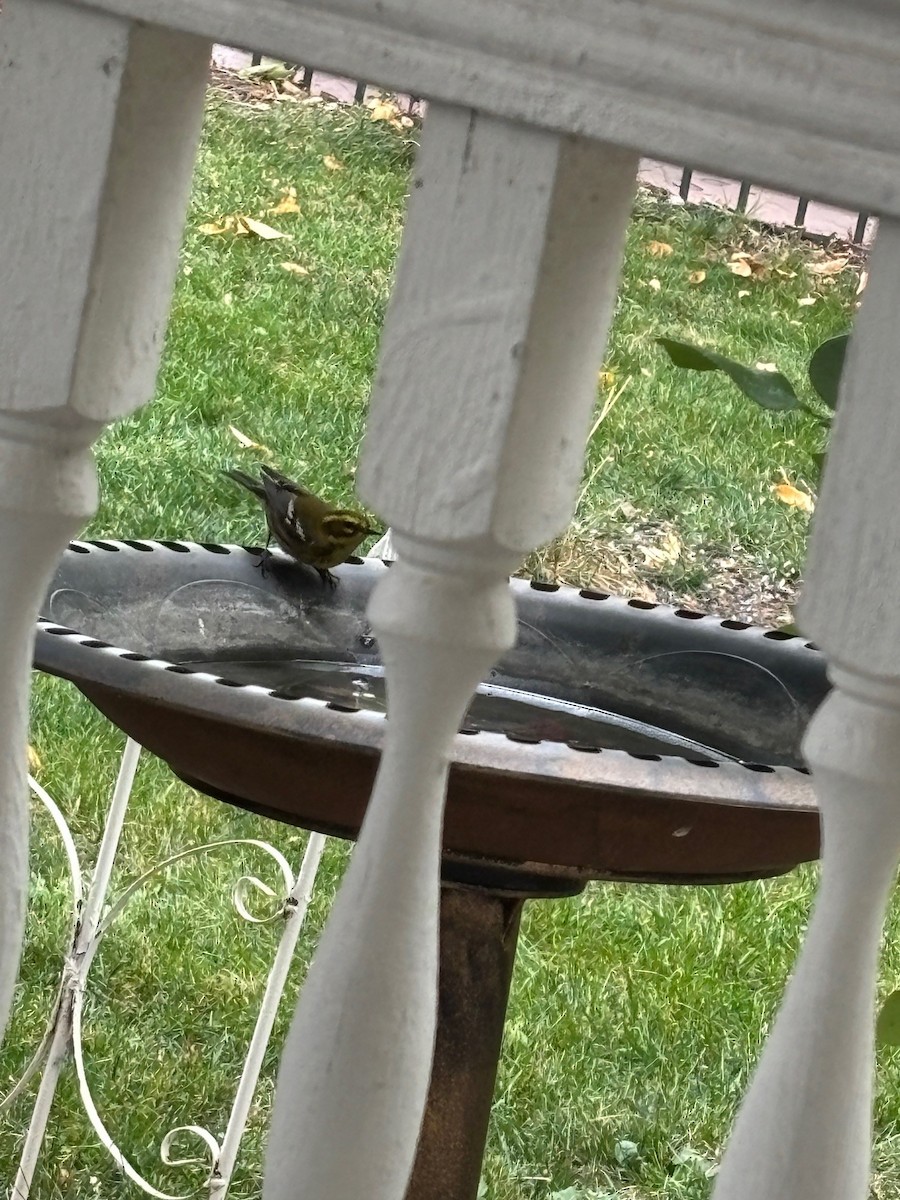 Townsend's Warbler - ML642283076