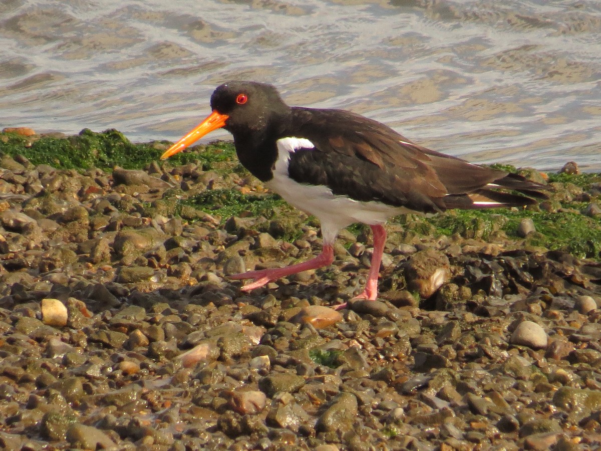 Eurasian Oystercatcher - ML642283084