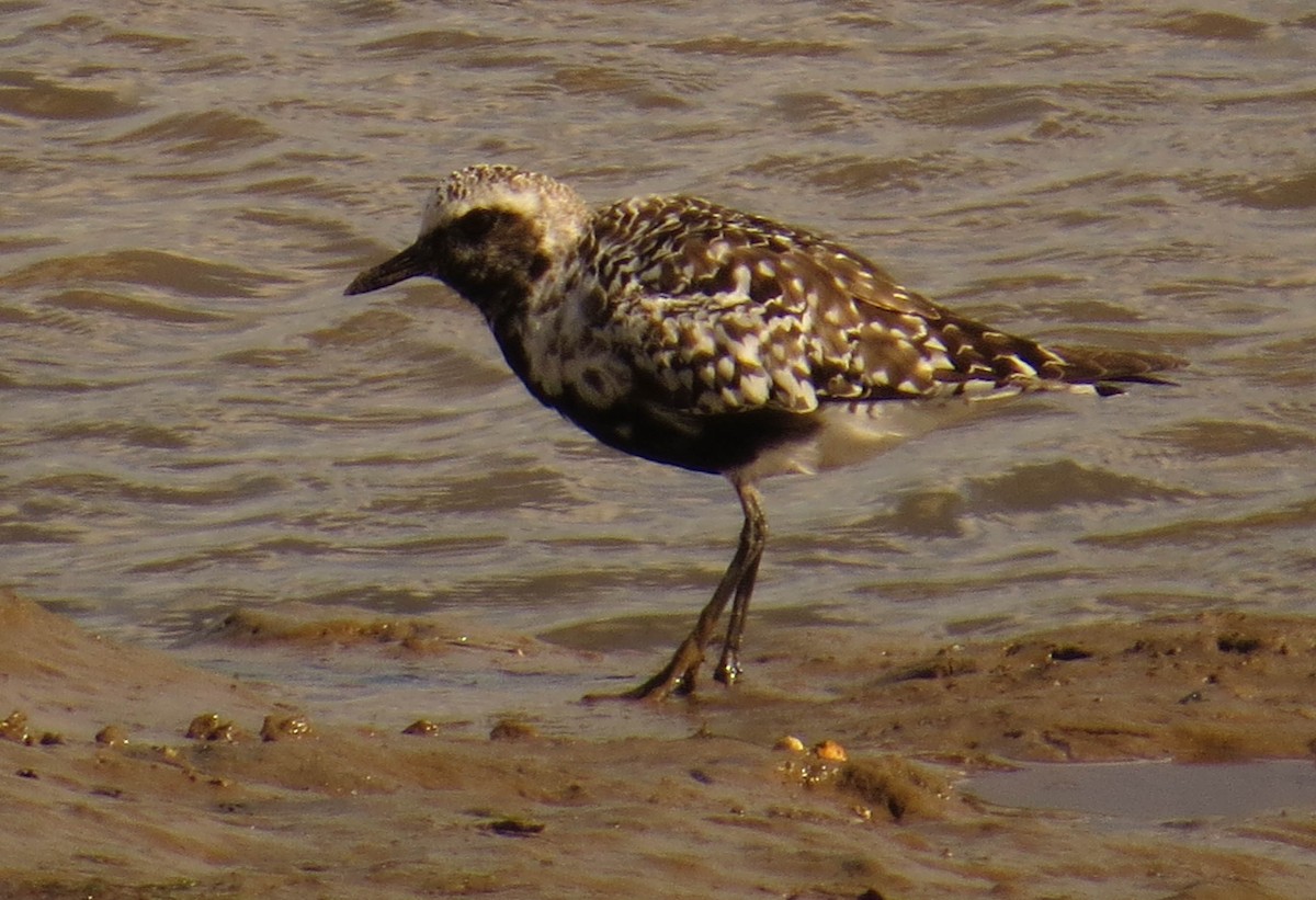 Black-bellied Plover - ML642283089