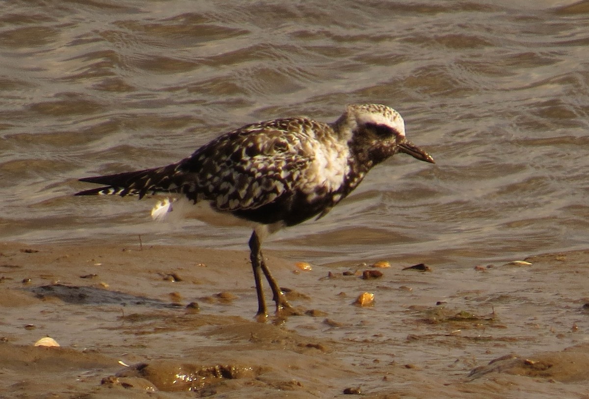 Black-bellied Plover - ML642283090