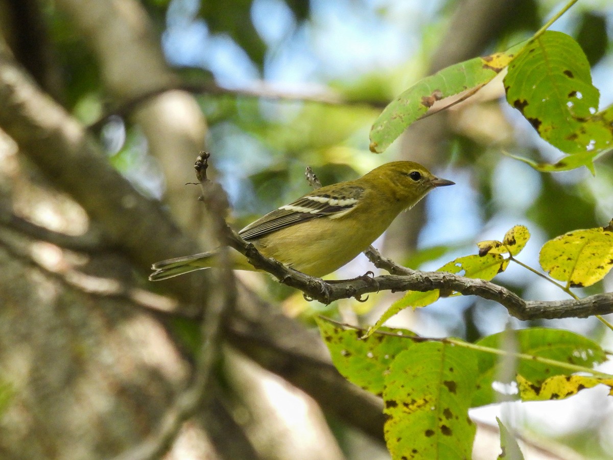 Bay-breasted/Blackpoll Warbler - ML642283093