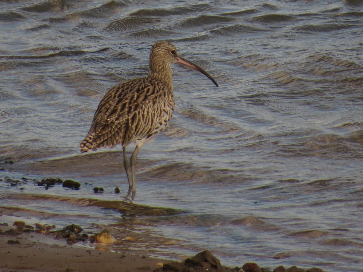 Eurasian Curlew - ML642283097