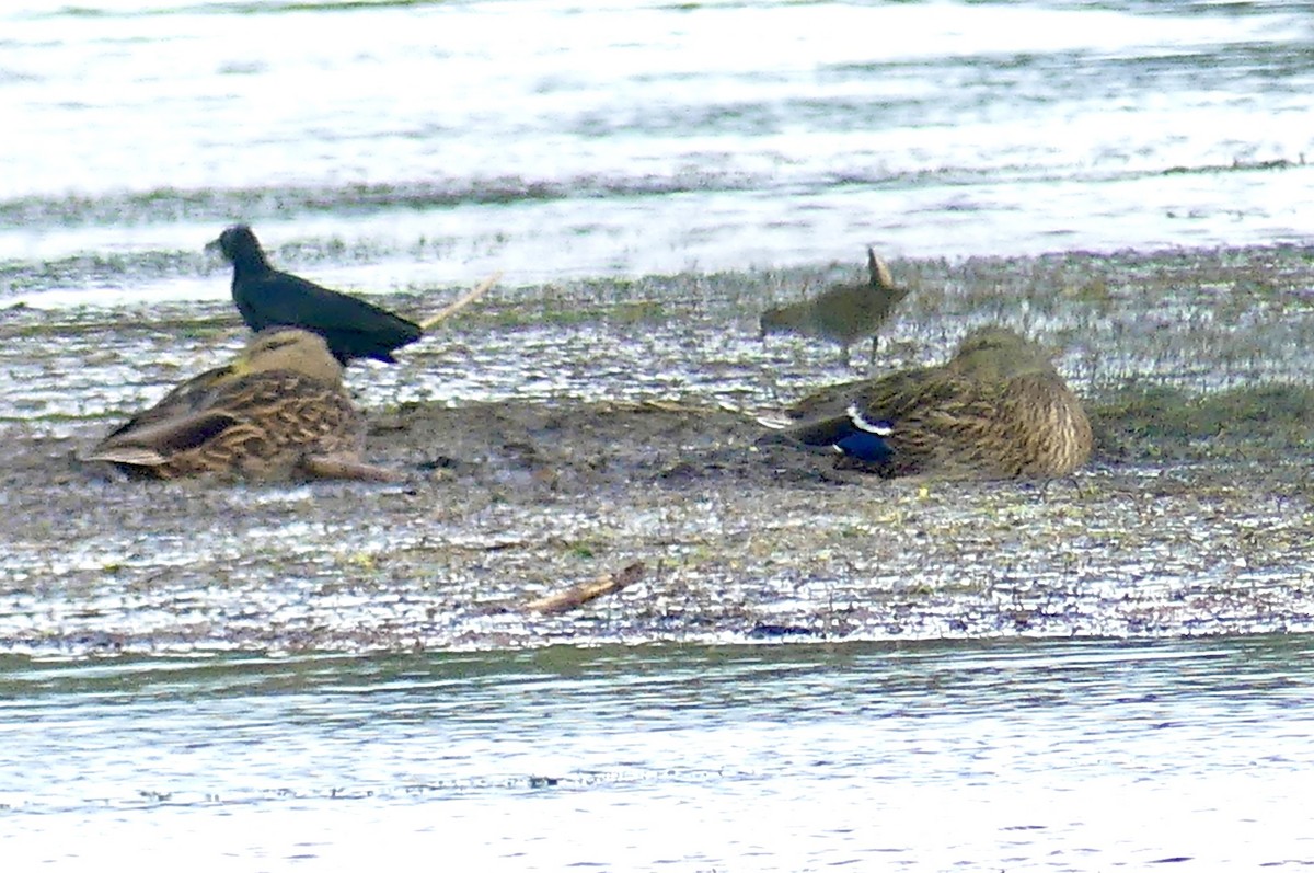 Mallard/Mexican Duck - ML642283099