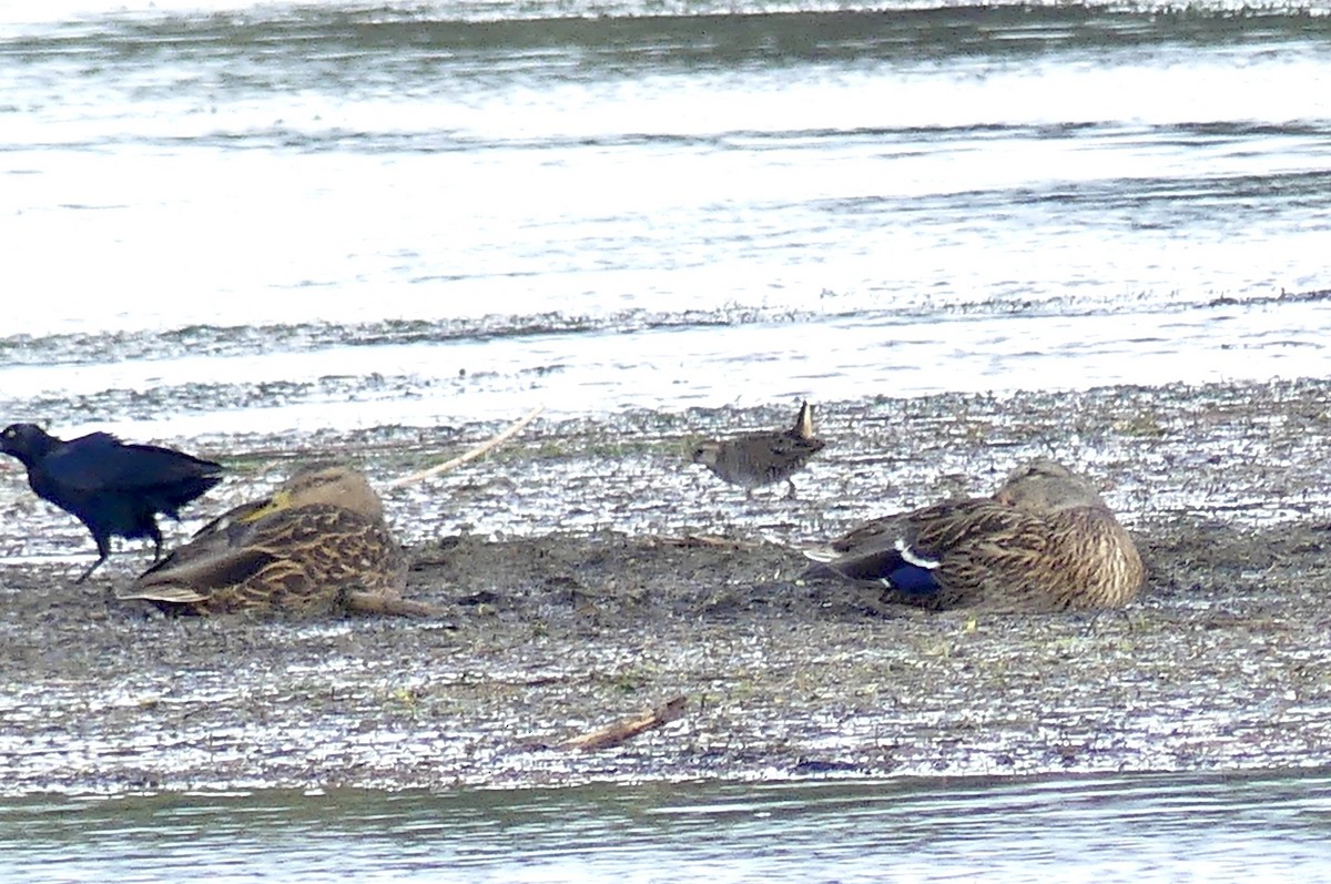Mallard/Mexican Duck - ML642283100