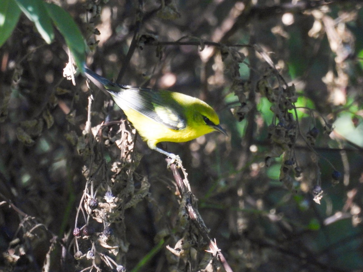 Blue-winged Warbler - ML642283119