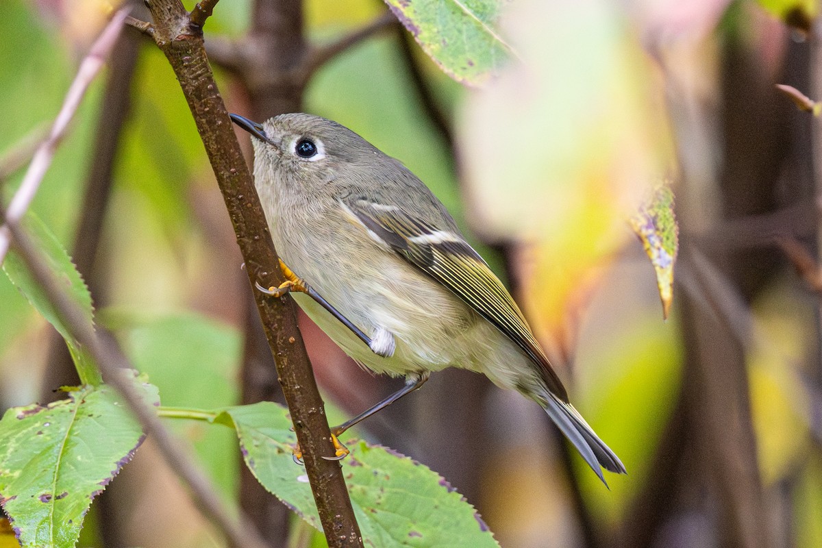 Ruby-crowned Kinglet - ML642283121