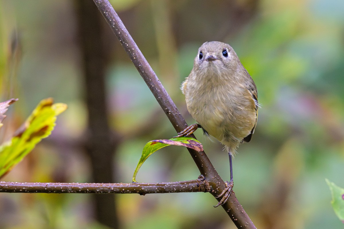 Ruby-crowned Kinglet - ML642283123