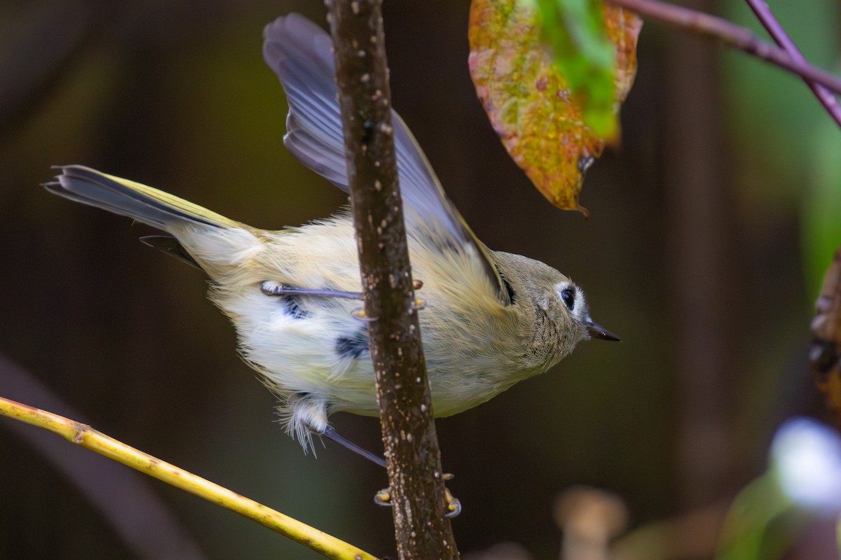 Ruby-crowned Kinglet - ML642283124