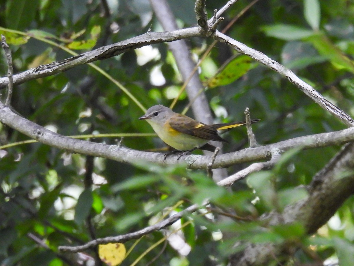 American Redstart - ML642283129