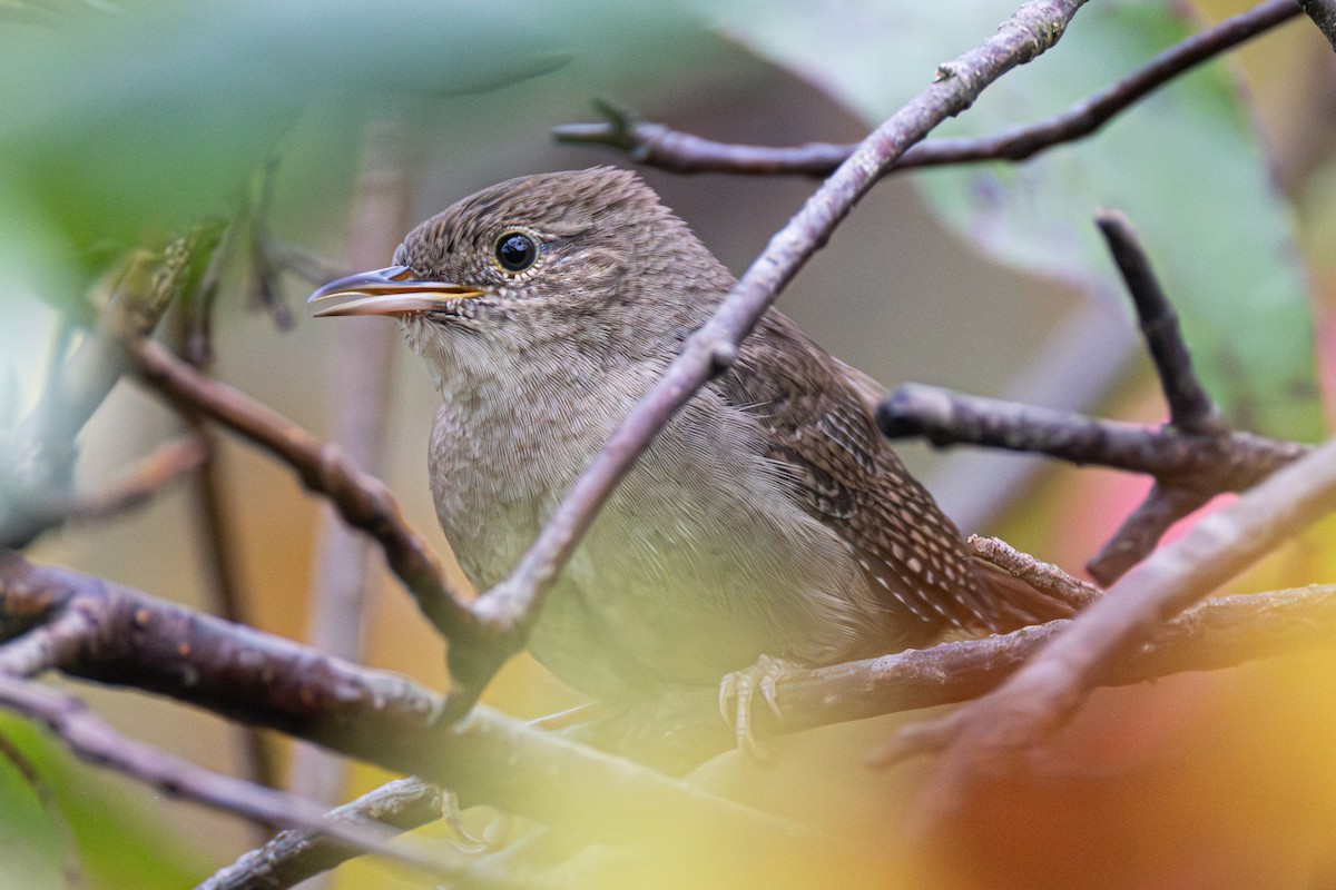 Northern House Wren - ML642283130