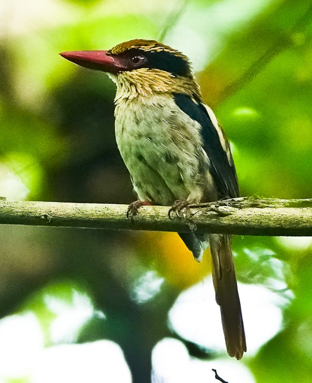 Sulawesi Lilac Kingfisher - ML642283138