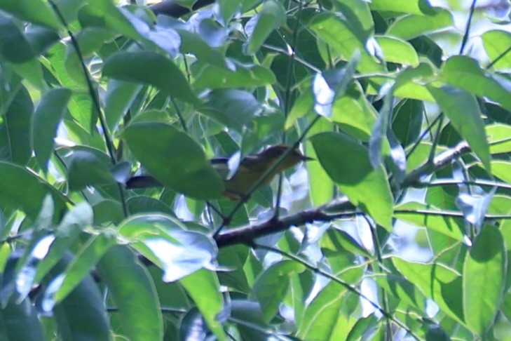 Blackburnian Warbler - ML642283139
