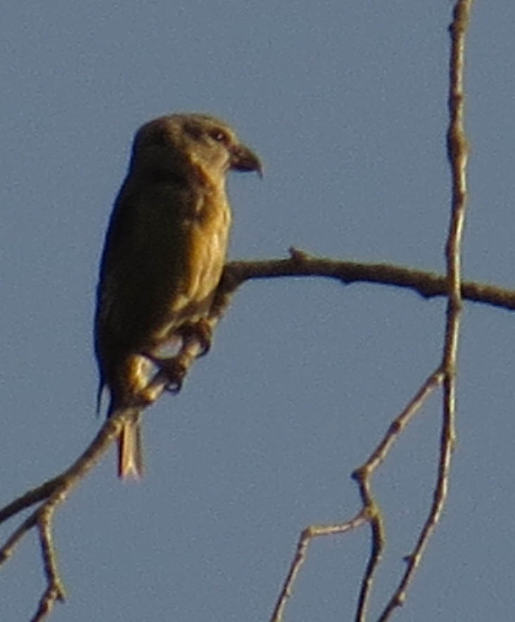 Red Crossbill - ML642283144