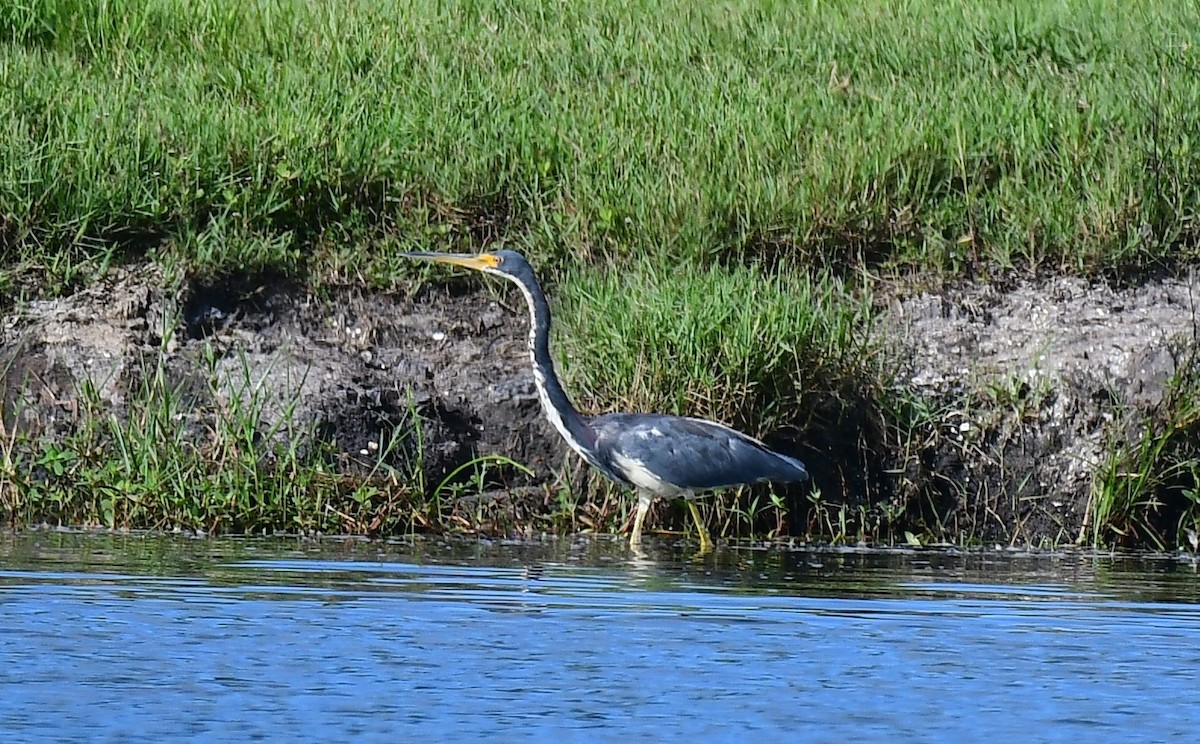 Tricolored Heron - John Wolaver