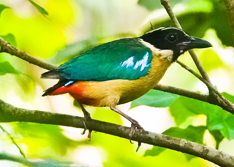 Elegant Pitta - ML642283149