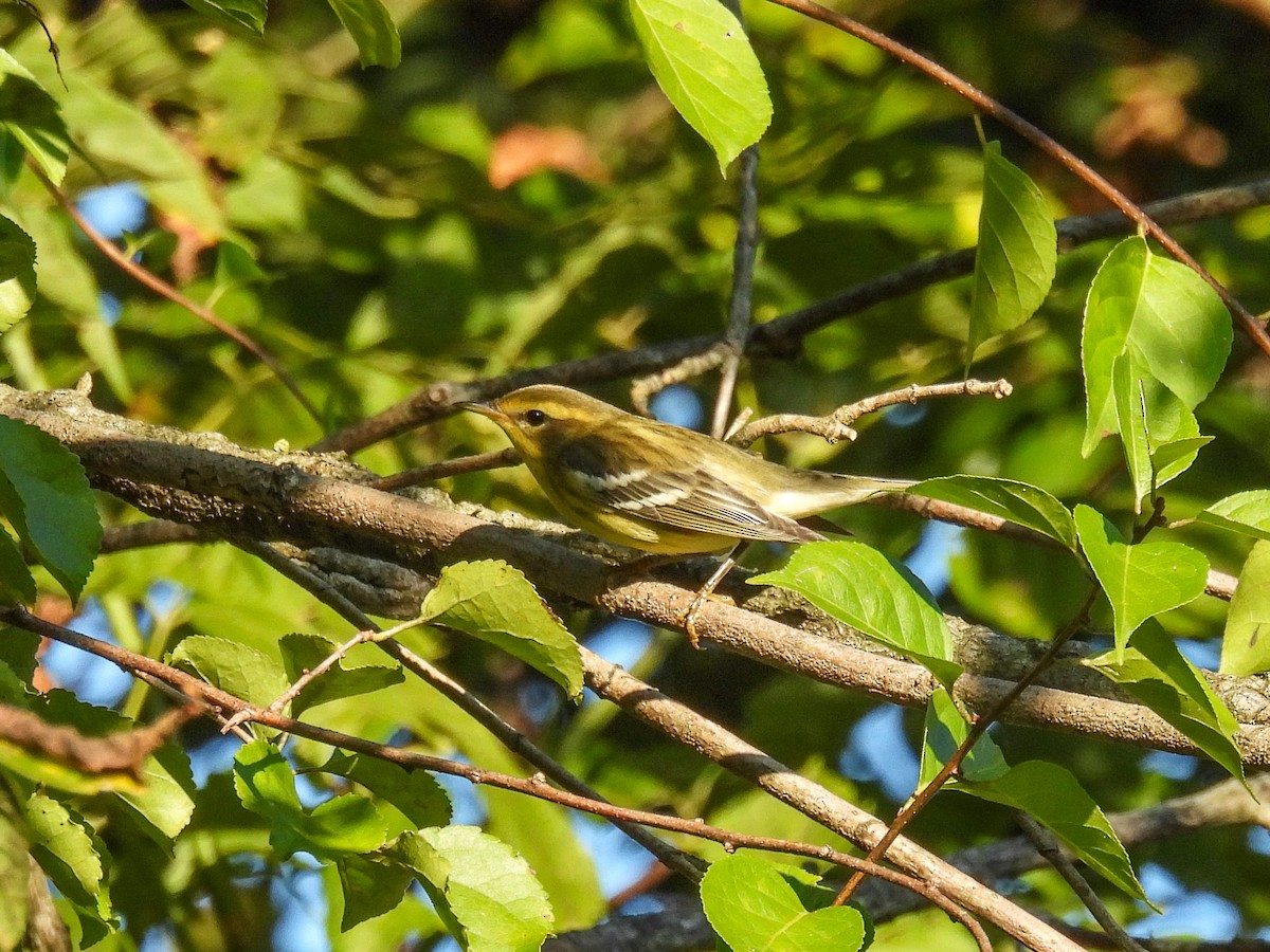 Blackburnian Warbler - ML642283154