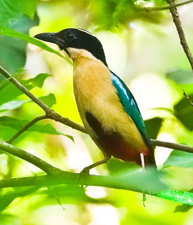 Elegant Pitta - ML642283155