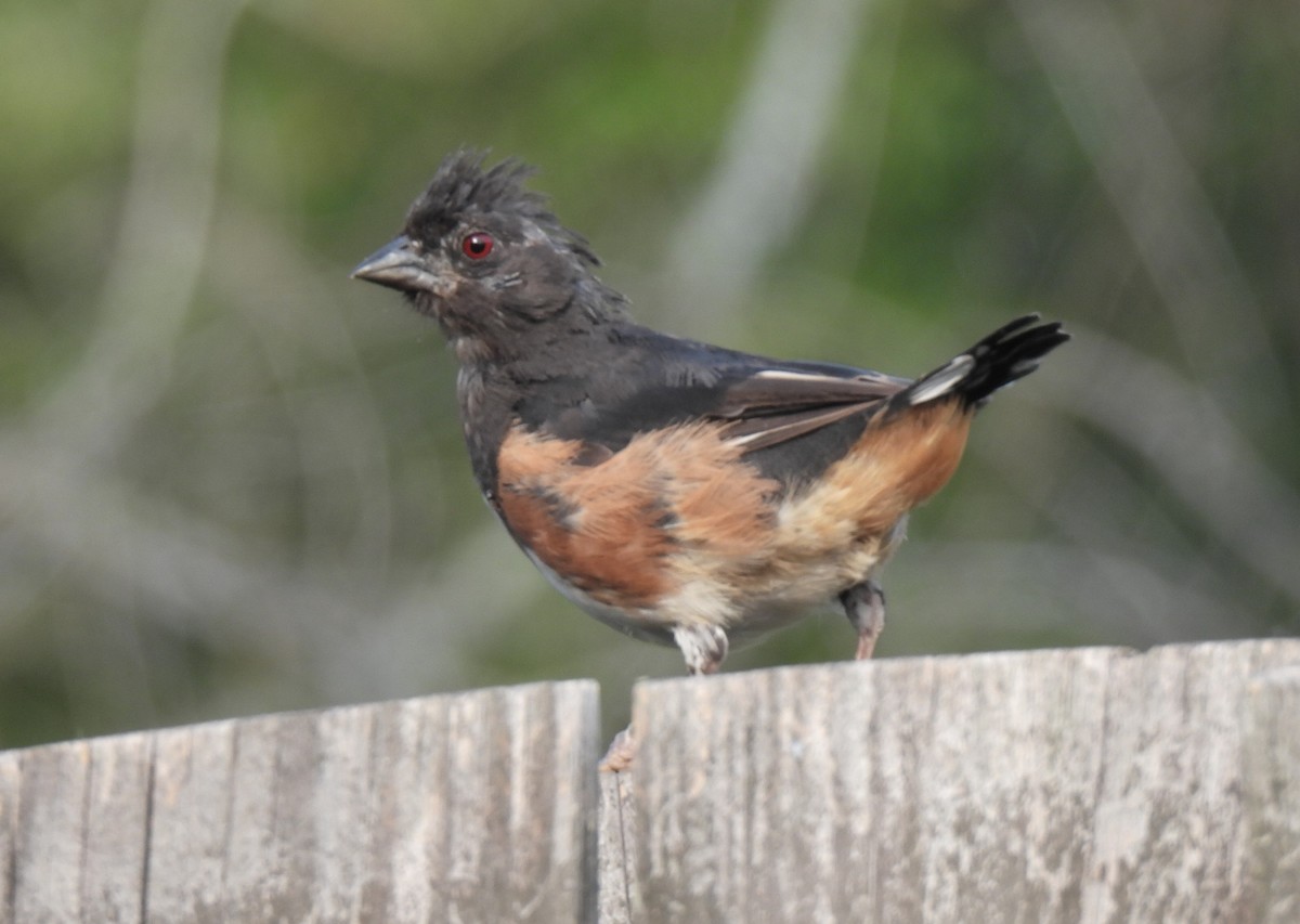Tohi à flancs roux - ML642283174