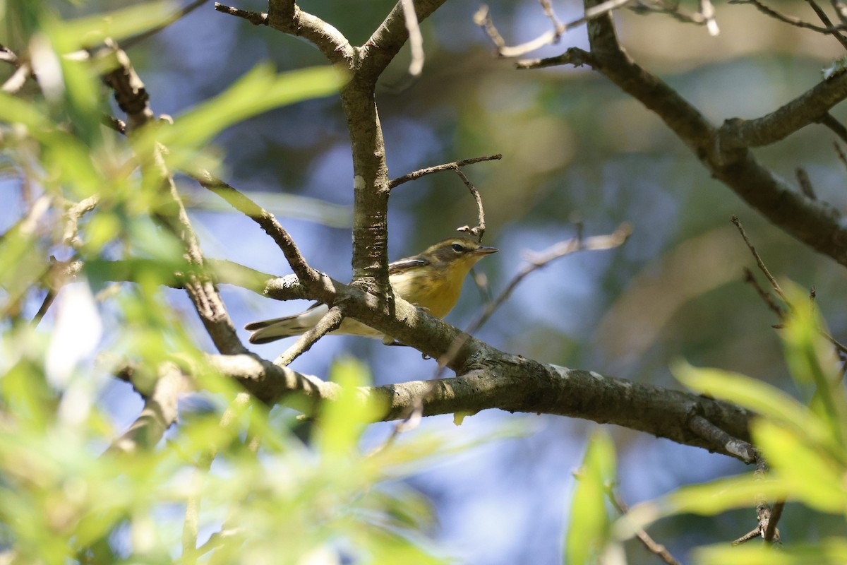Blackburnian Warbler - ML642283176