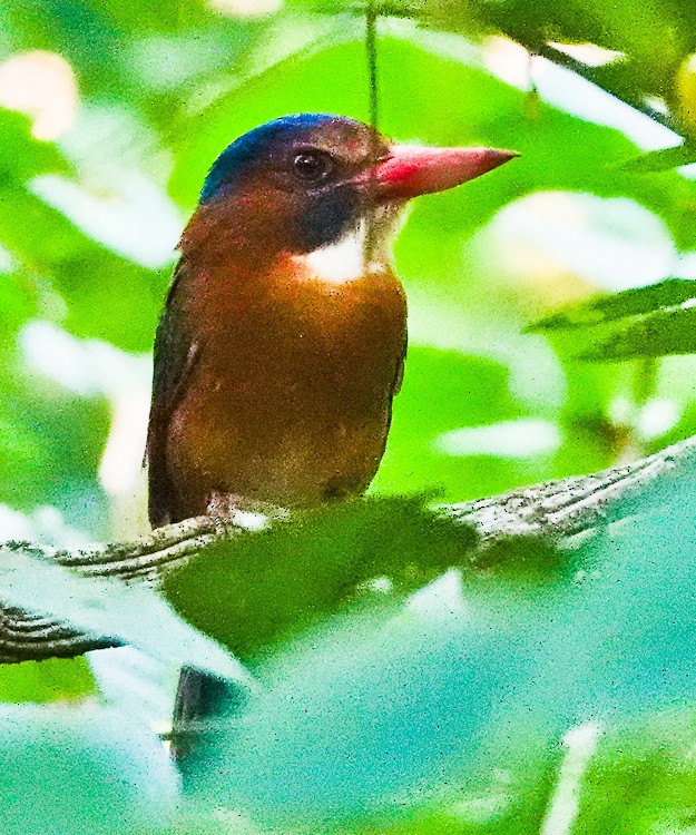Green-backed Kingfisher (Blue-headed) - ML642283178