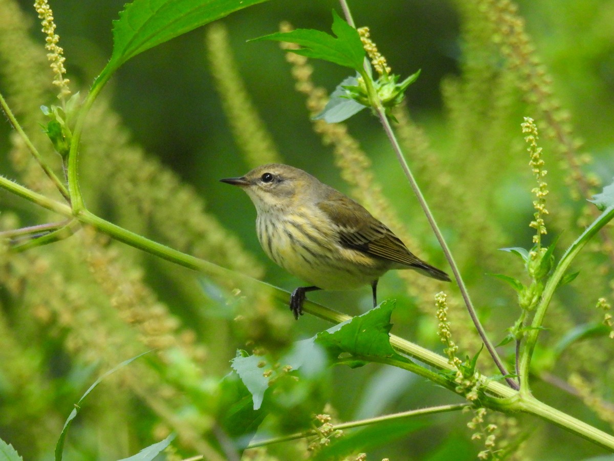 Cape May Warbler - ML642283196
